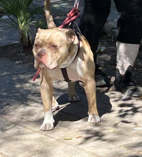 Photo of Chaos, adoptable Pit Bull Terrier in Martinez, California