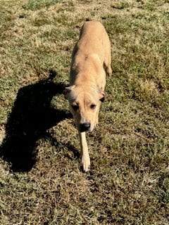Photo of Mia, adoptable Whippet in Sparta, Tennessee