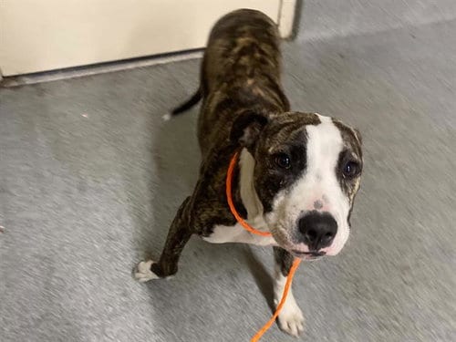 Photo of Vickie, adoptable Pit Bull Terrier in Orange, California