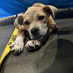 Photo of Leah, adoptable Terrier (Unknown Type, Small) in Baton Rouge, Louisiana
