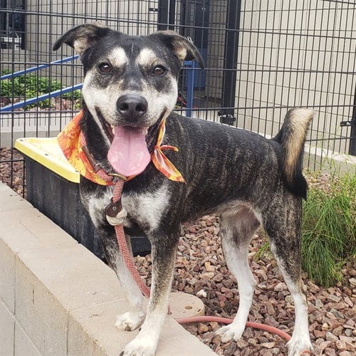 Photo of Finch, adoptable Australian Kelpie in Mesa, Arizona