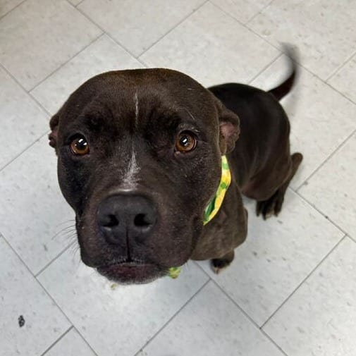 Photo of Gracie, adoptable Terrier, Pit Bull in California, California