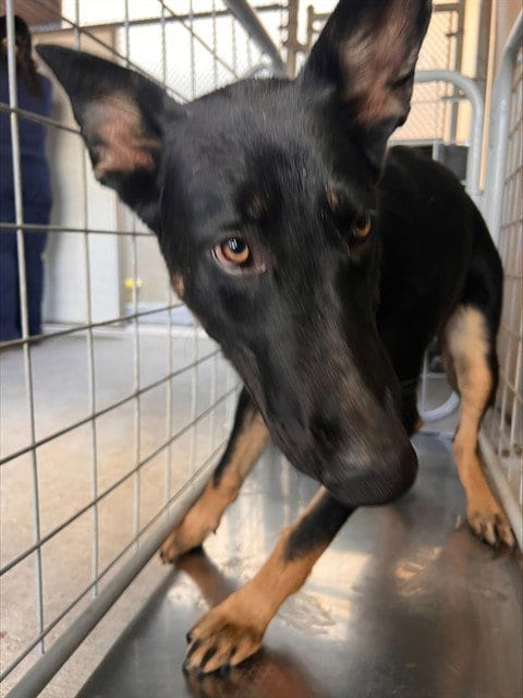 Photo of Prince Charming, adoptable German Shepherd Dog in Bakersfield, California
