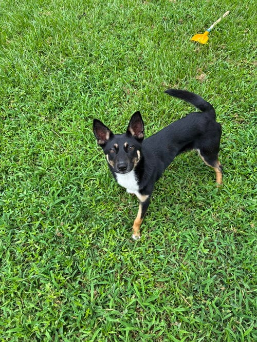 Photo of Belle (Holiday Litter), adoptable German Shepherd Dog in Brewster, New York