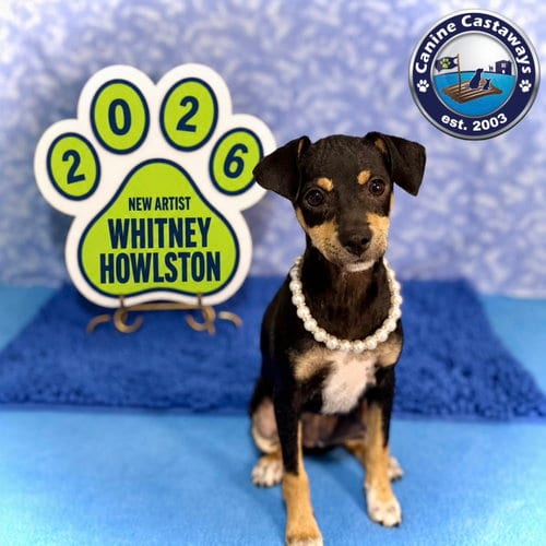 Photo of Whitney, adoptable Rat Terrier in Arcadia, Florida