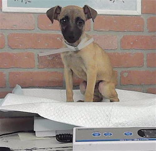Photo of Gopher, adoptable German Shepherd Dog in Houston, Texas