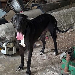 Photo of Katrina, adoptable Great Dane in Bullard, Texas