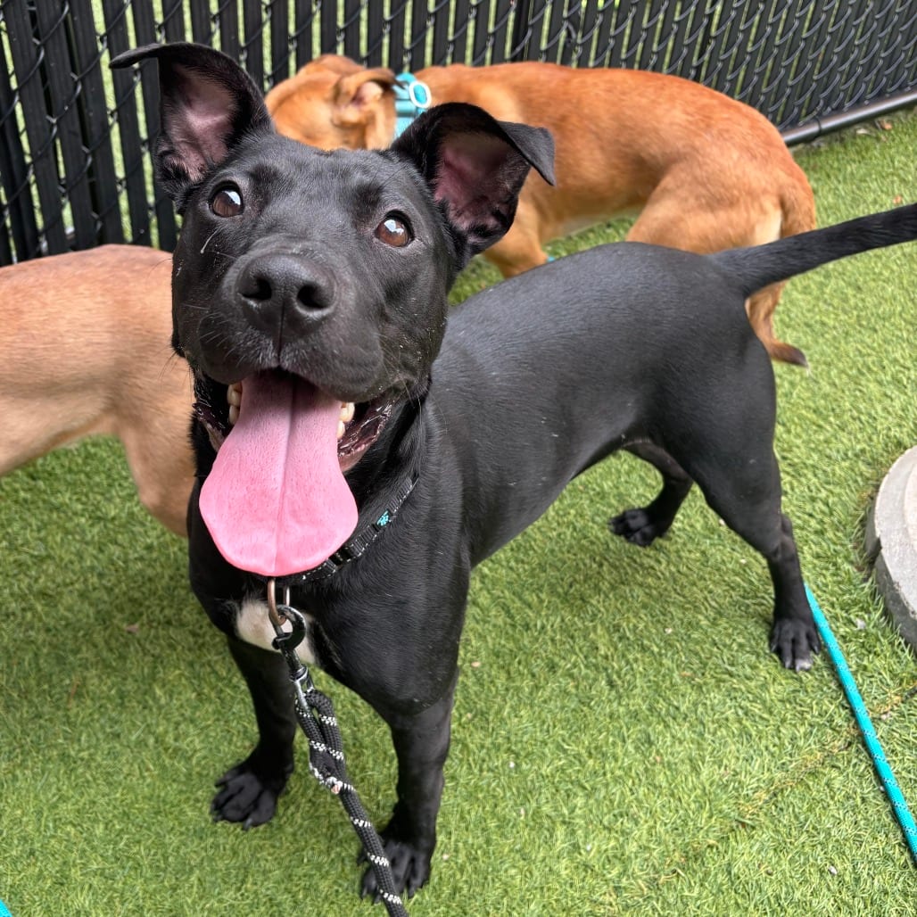 Photo of Herman, adoptable Mixed Breed (Medium) in Dayton, Ohio