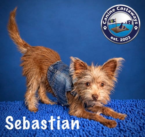 Photo of Sebastian, adoptable Yorkshire Terrier Yorkie in Arcadia, Florida
