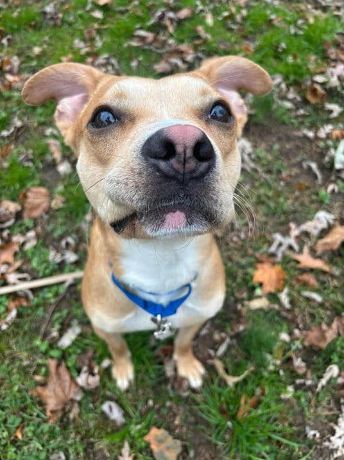 Photo of Tank, adoptable Boxer in Gibbstown, New Jersey