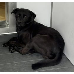 Photo of Knox, adoptable Pug in San Bernardino, California