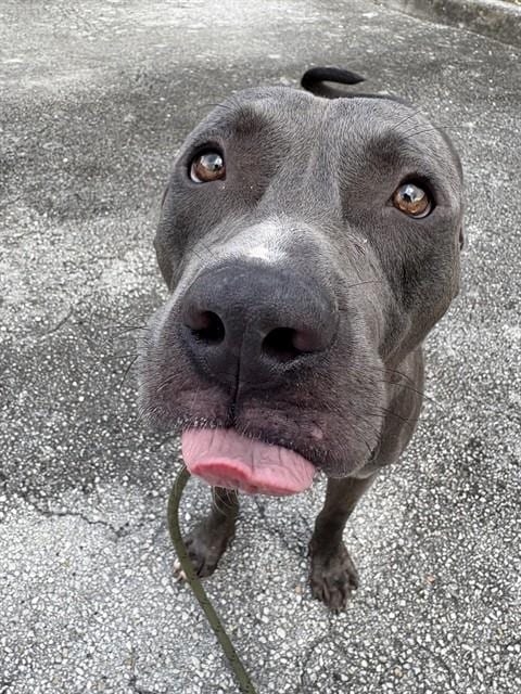 Photo of Bowser, adoptable American Bulldog in Miami, Florida