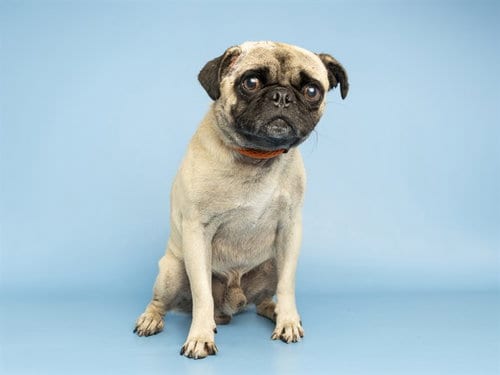 Photo of French Fry, adoptable Pug in Phoenix, Arizona