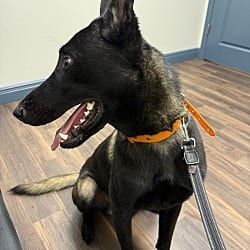 Photo of Nuke - Located in WV, adoptable Belgian Malinois in Imlay City, Michigan