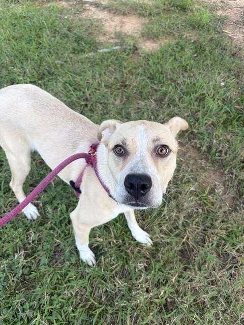 Photo of River, adoptable Labrador Retriever in Newton, North Carolina