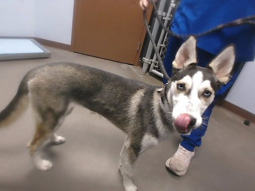 Photo of Sally, adoptable Siberian Husky in Phoenix, Arizona