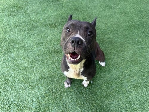 Photo of Diamond, adoptable American Staffordshire Terrier in Garland, Texas