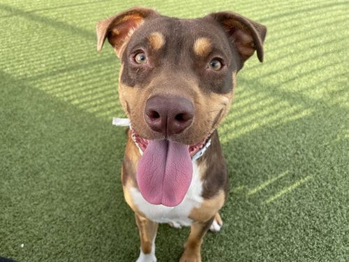 Photo of Stunna, adoptable American Pit Bull Terrier in Phoenix, Arizona