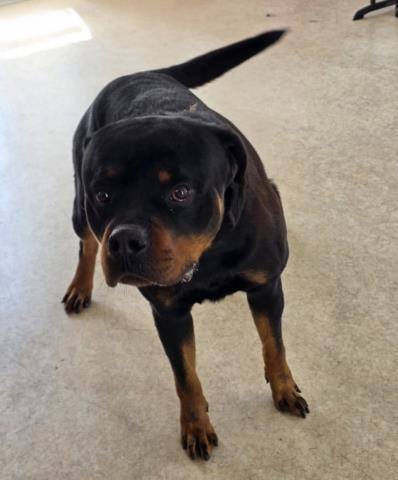 Photo of Grizzly, adoptable Rottweiler in San Pedro, California