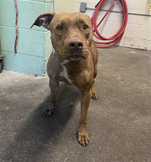 Photo of Ricky, adoptable Pit Bull Terrier in Sacramento, California