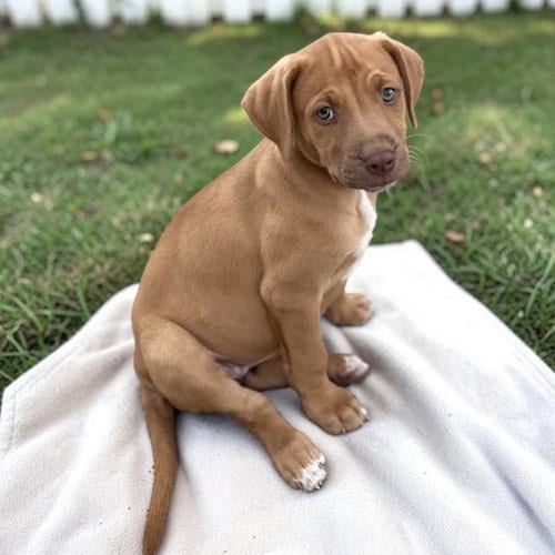 Photo of Fiji Pup - Bula, adoptable Spaniel in San Diego, California