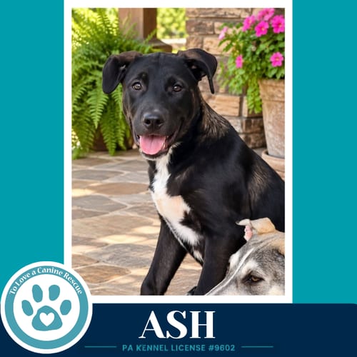Photo of Ash (Arctic Team) 101726, adoptable Husky in Kimberton, Pennsylvania