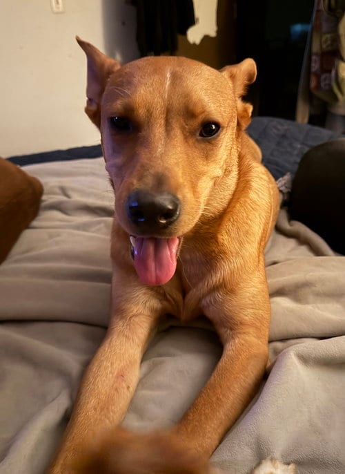 Photo of Lucky, adoptable Carolina Dog in San Diego, California