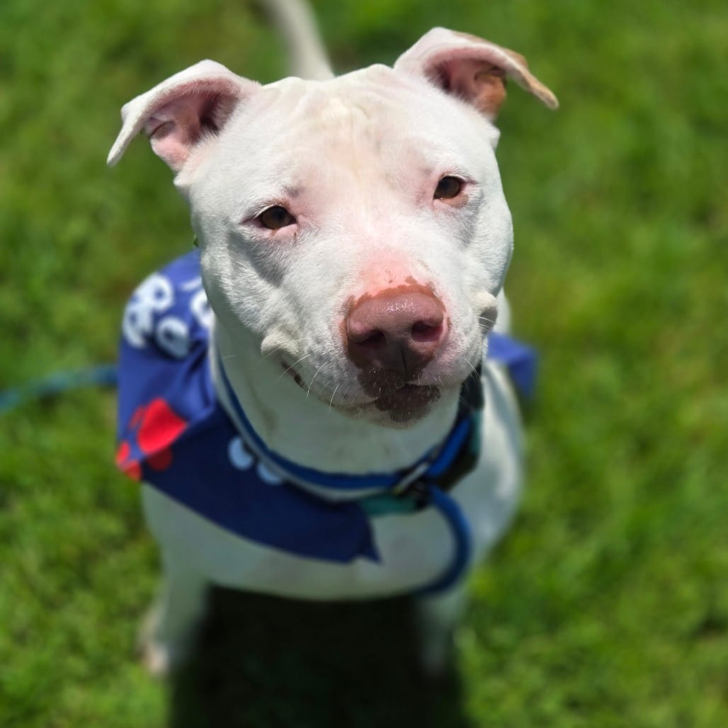 Photo of Rosie, adoptable Terrier, Pit Bull in Pittsford, Vermont