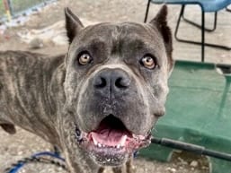 Photo of Beefaroni, adoptable dog in Georgetown, Texas