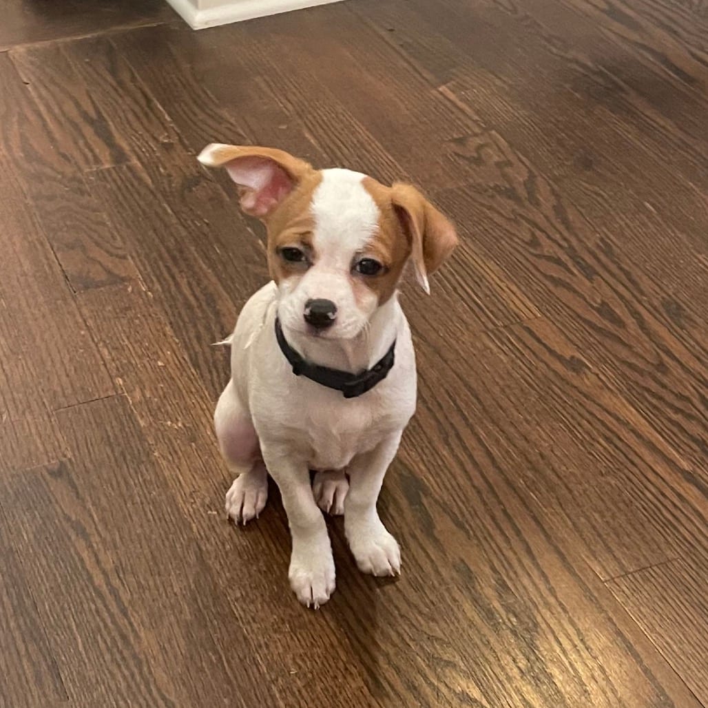 Photo of Pebbles, adoptable Chihuahua in Georgia, Georgia