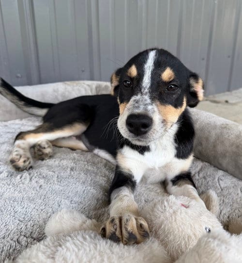 Photo of Vera, adoptable Australian Cattle Dog/Blue Heeler in Nashville, Tennessee