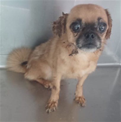 Photo of A5805310, adoptable Pug in Baldwin Park, California