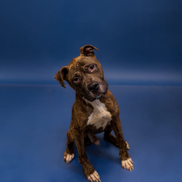 Photo of Biscuit, adoptable Pit Bull cross in Lawrenceville, Georgia