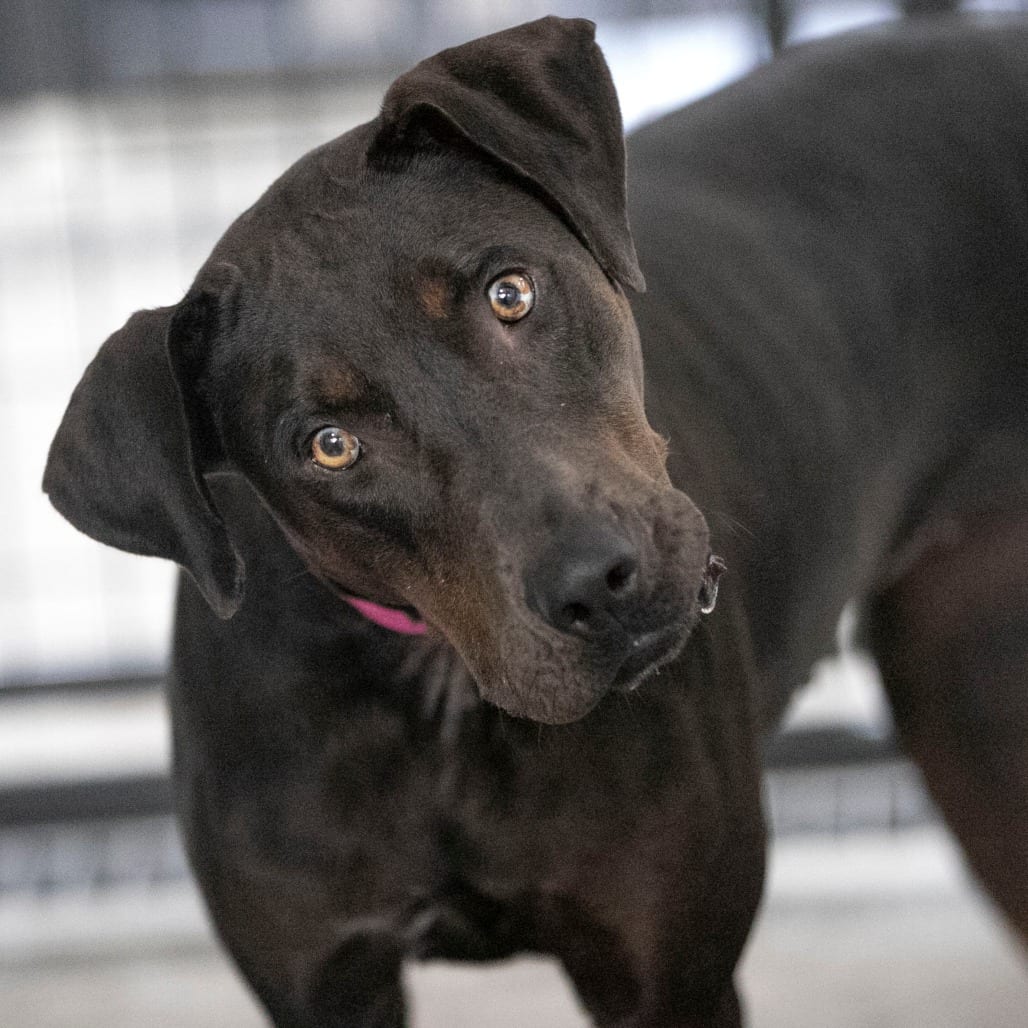 Photo of Elsa (AG26-46), adoptable Catahoula Leopard Dog in Colorado Springs, Colorado