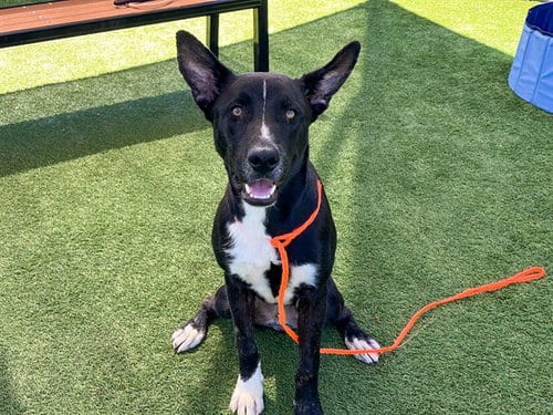 Photo of Apollo, adoptable German Shepherd Dog in Orange, California