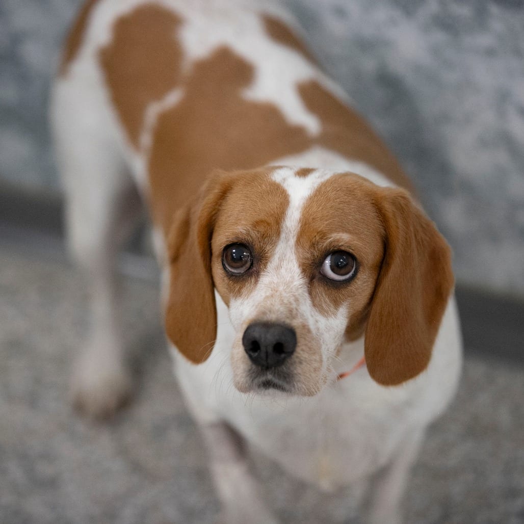 Photo of Blakeley (S26-133), adoptable Spaniel, Cavalier King Charles / Beagle in Colorado Springs, Colorado