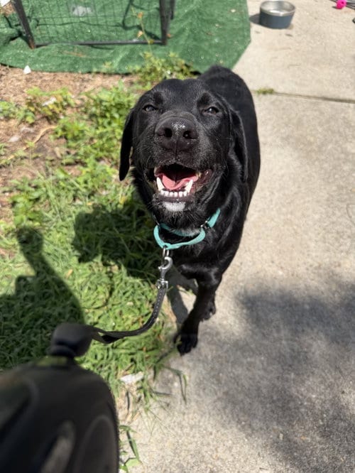 Photo of Milan, adoptable Labrador Retriever in Virginia Beach, Virginia