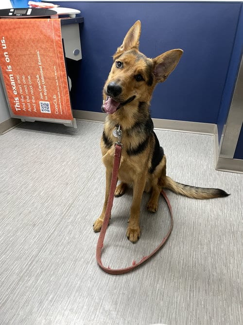 Photo of Twister 6566, adoptable German Shepherd Dog in Centreville, Virginia
