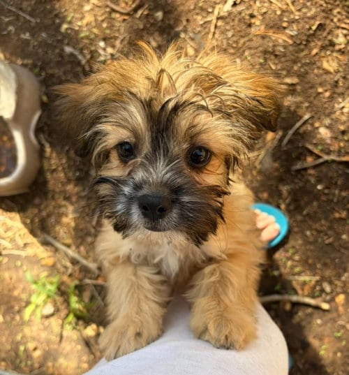 Photo of Groot, adoptable Lhasa Apso in Grafton, Wisconsin