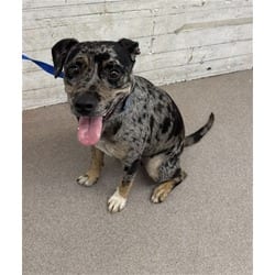 Photo of Ophelia, adoptable American Pit Bull Terrier Catahoula Leopard Dog in San Bernardino, California