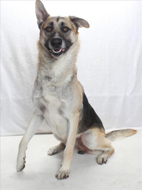 Photo of Skip, adoptable German Shepherd Dog in Burbank, California