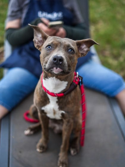 Photo of Rubelle, adoptable dog in Chamblee, Georgia