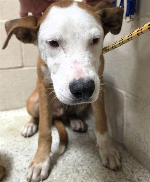 Photo of A432071, adoptable Pit Bull Terrier in Conroe, Texas