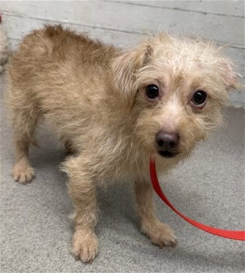 Photo of Winifred, adoptable Maltese in San Bernardino, California