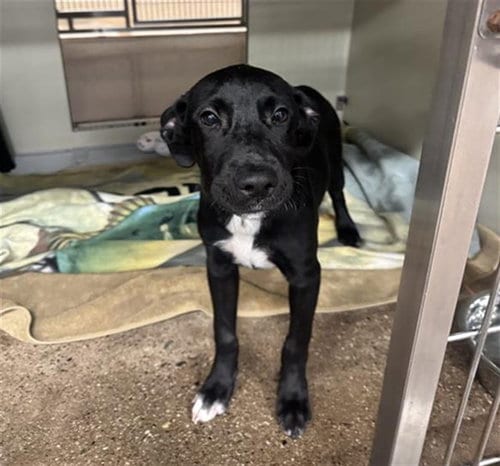Photo of Kuzco, adoptable Labrador Retriever in Mesa, Arizona