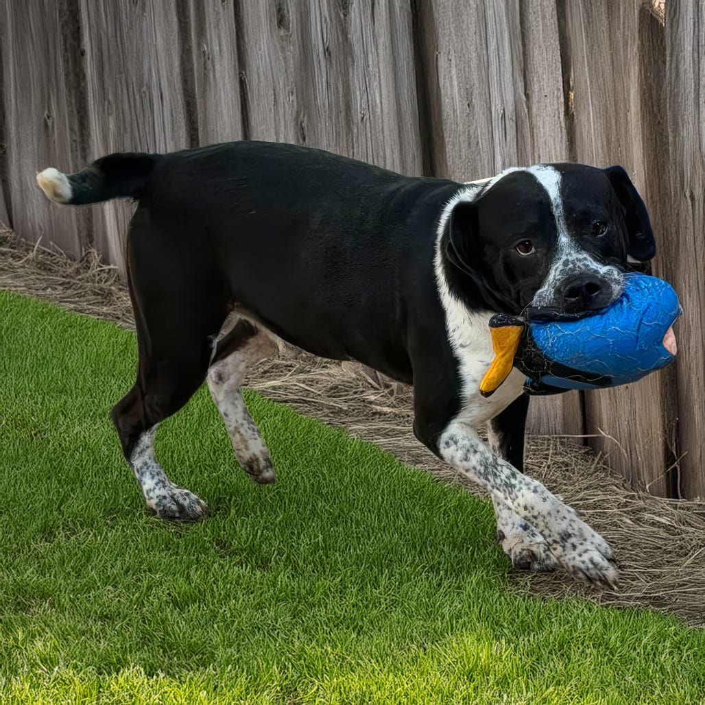 Photo of Lucas, adoptable Terrier, Pit Bull / Mix in Weatherford, Texas