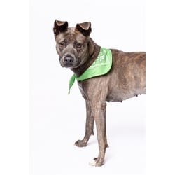 Photo of Kelly, adoptable American Staffordshire Terrier in Doral, Florida