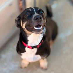 Photo of Wiggles, adoptable Terrier (Unknown Type, Medium) Mixed Breed (Small) in Stephenville, Texas