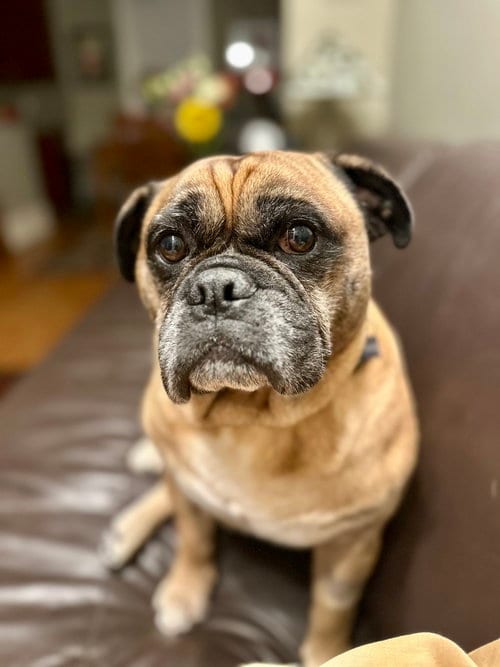 Photo of Simek, adoptable Bulldog in St. Louis Park, Minnesota