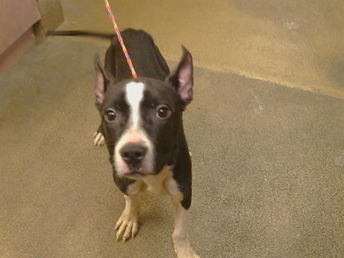 Photo of Raider, adoptable Pit Bull Terrier in Sacramento, California